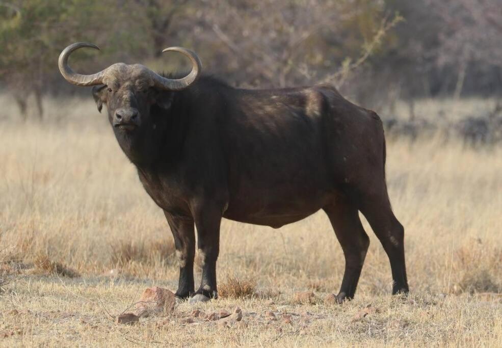 Boabab Lodge Mabula Game Reserve Esterno foto