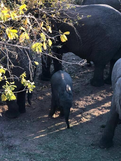 Boabab Lodge Mabula Game Reserve Esterno foto